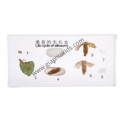 蒙台梭利-生物料教具