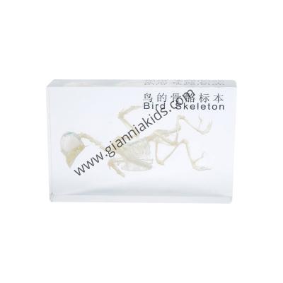 蒙台梭利-生物料教具