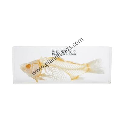 蒙台梭利-生物料教具