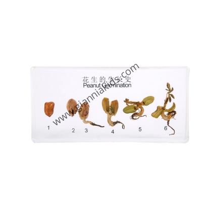 蒙台梭利-生物料教具