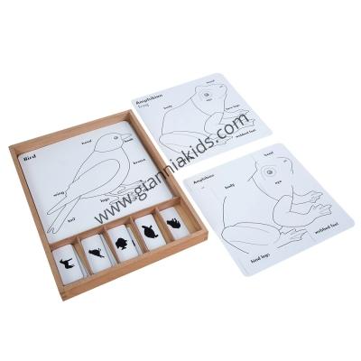 Montessori - Biological teaching aids