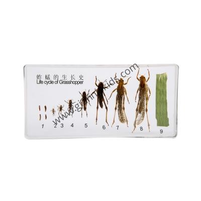 Montessori - Biological teaching aids