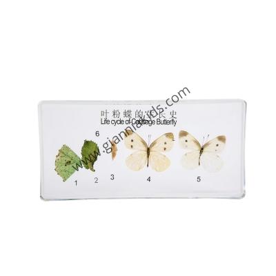 Montessori - Biological teaching aids