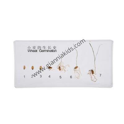 Montessori - Biological teaching aids