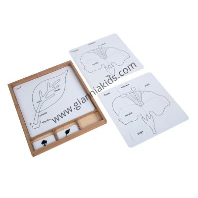 Montessori - Biological teaching aids