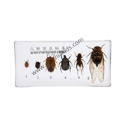 Montessori - Biological teaching aids
