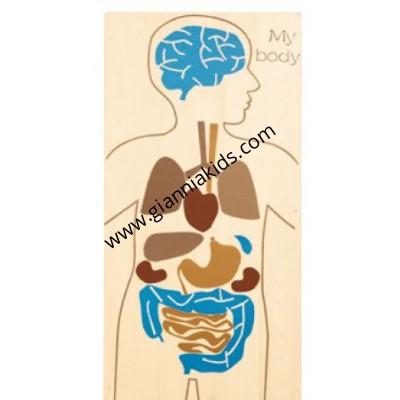Human body science wall panel