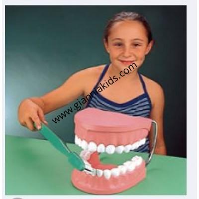 Super Large Tooth Model