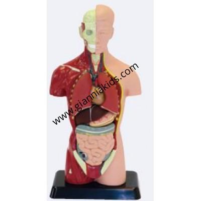 Human body model group - small