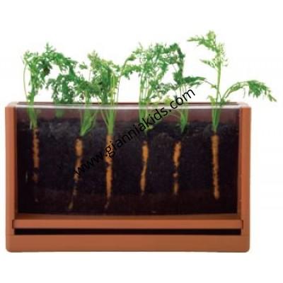 Root and Root Plant Observation Box
