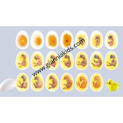 Chicken Growth History